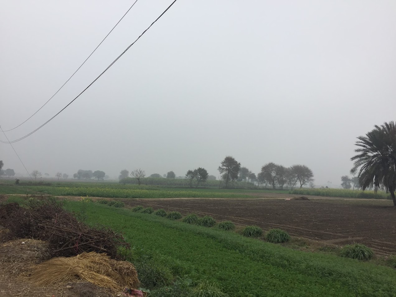 Fields Outside My Home in Pakistan Fields Outside My Home in Pakistan